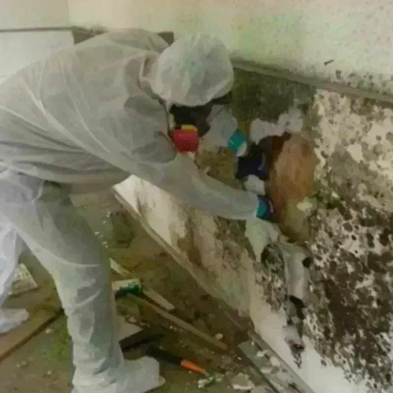 Mold Remediation and Removal in Laurel Bay, SC